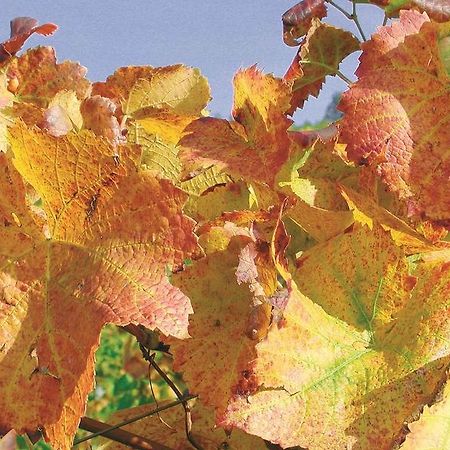 Weingut Alfred Huber Appartement Durbach Buitenkant foto